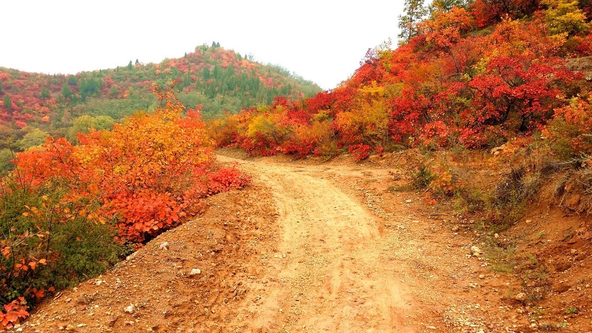 坡头红叶正当时