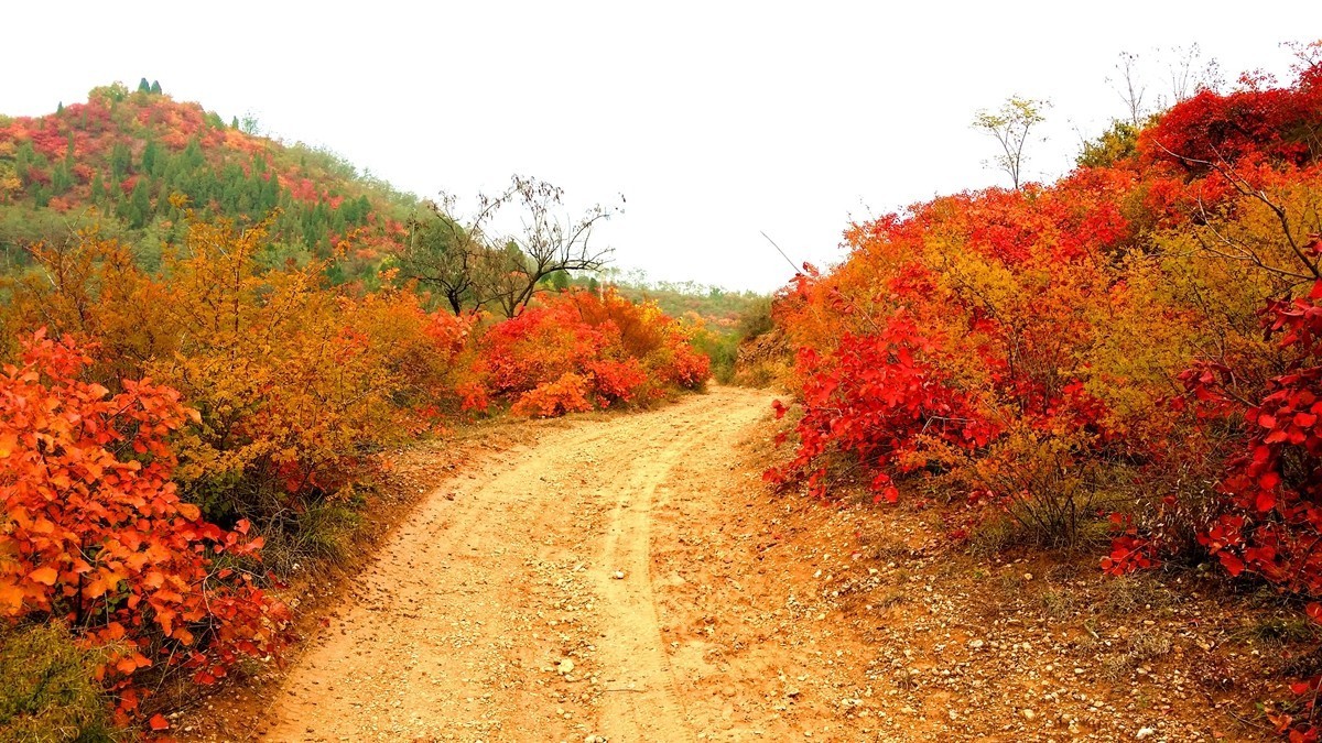 坡头红叶正当时