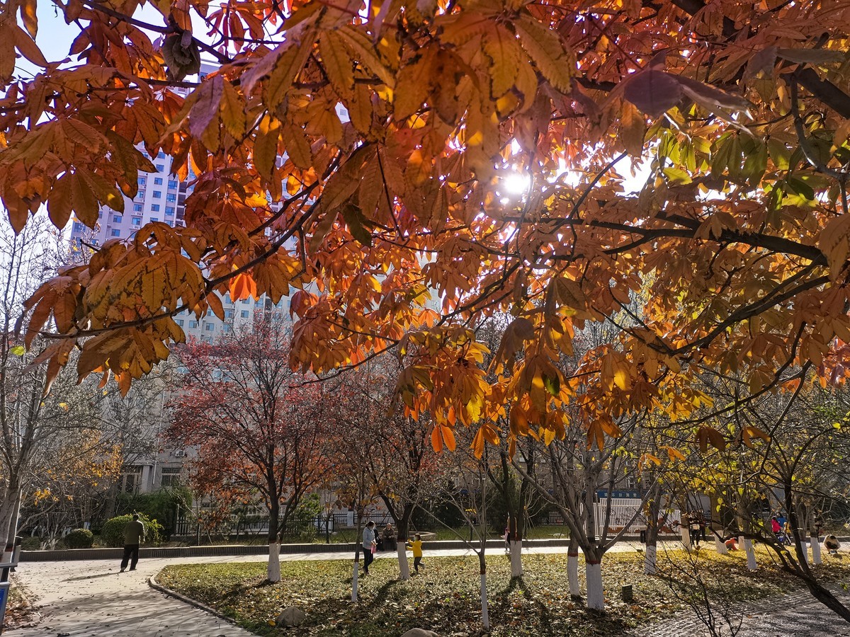 秋色斑斓（二）