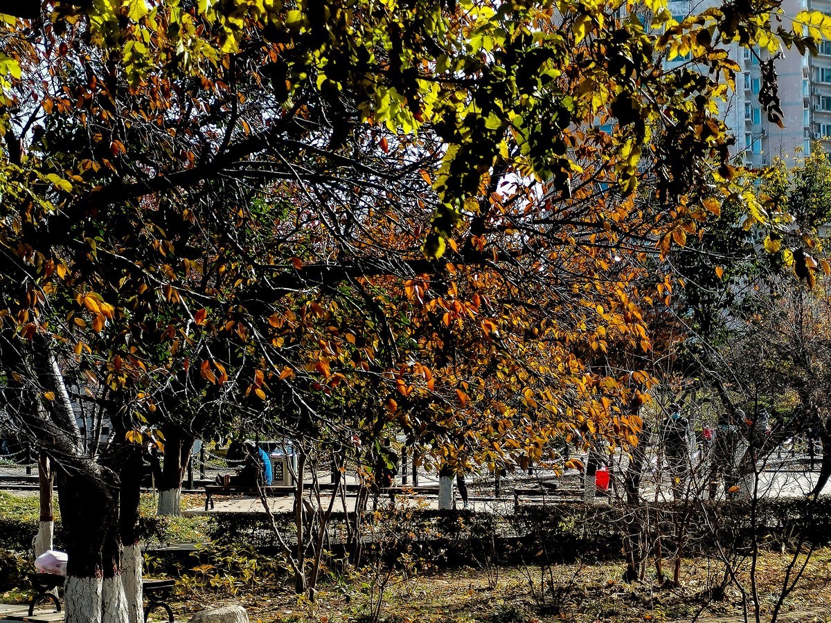 秋色斑斓（二）