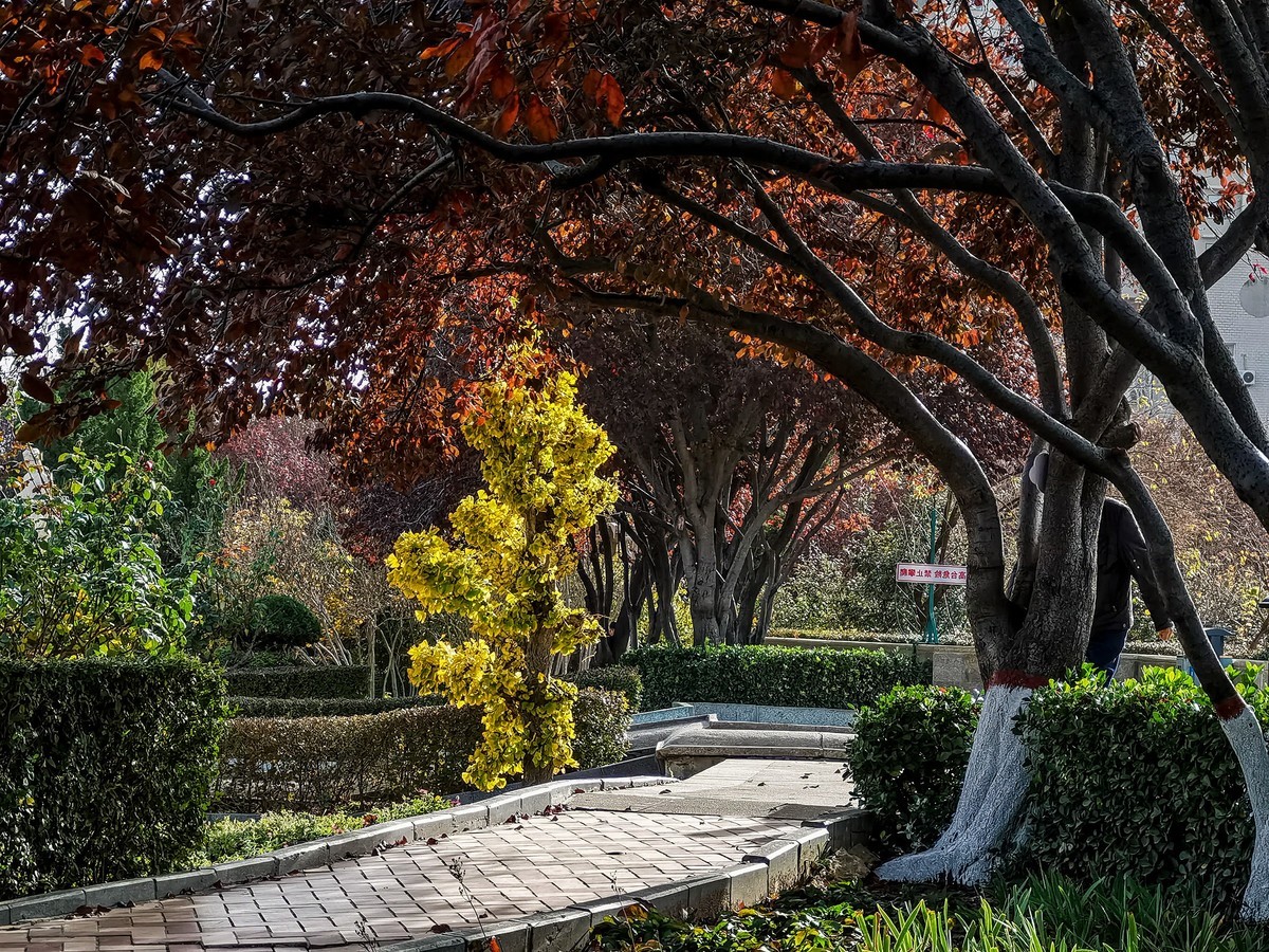 秋色斑斓（二）