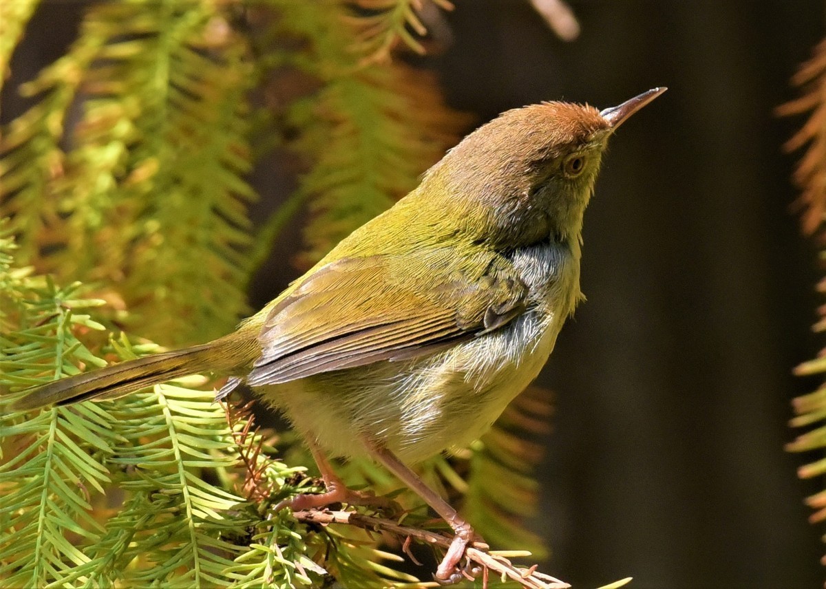 2021-1-10华南抓拍小鸟