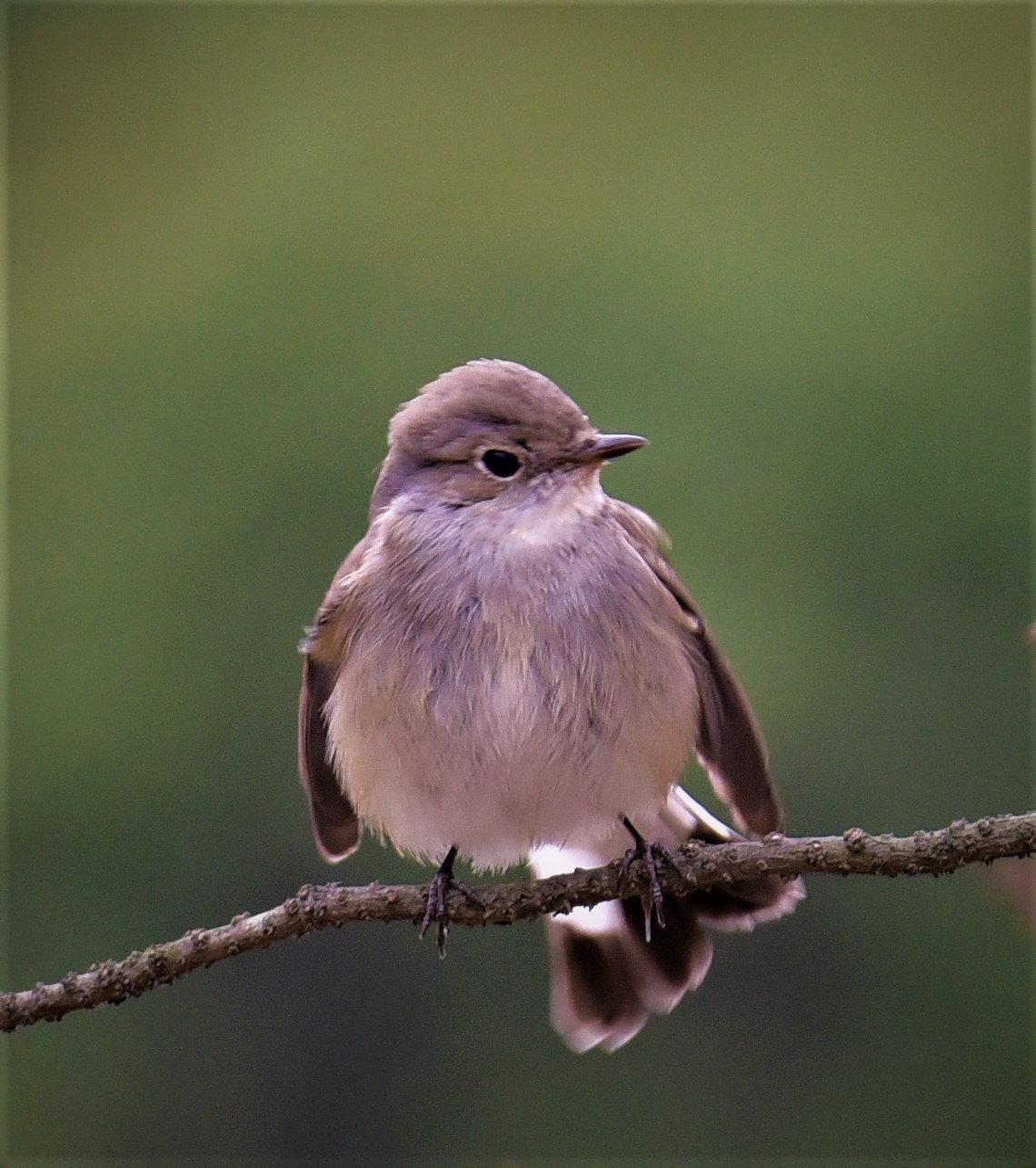 2021-1-10华南抓拍小鸟