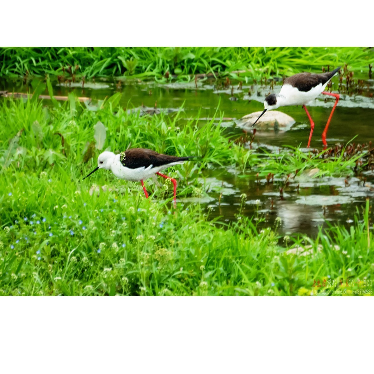 红隼、纵腹纹小鸮等十种鸟