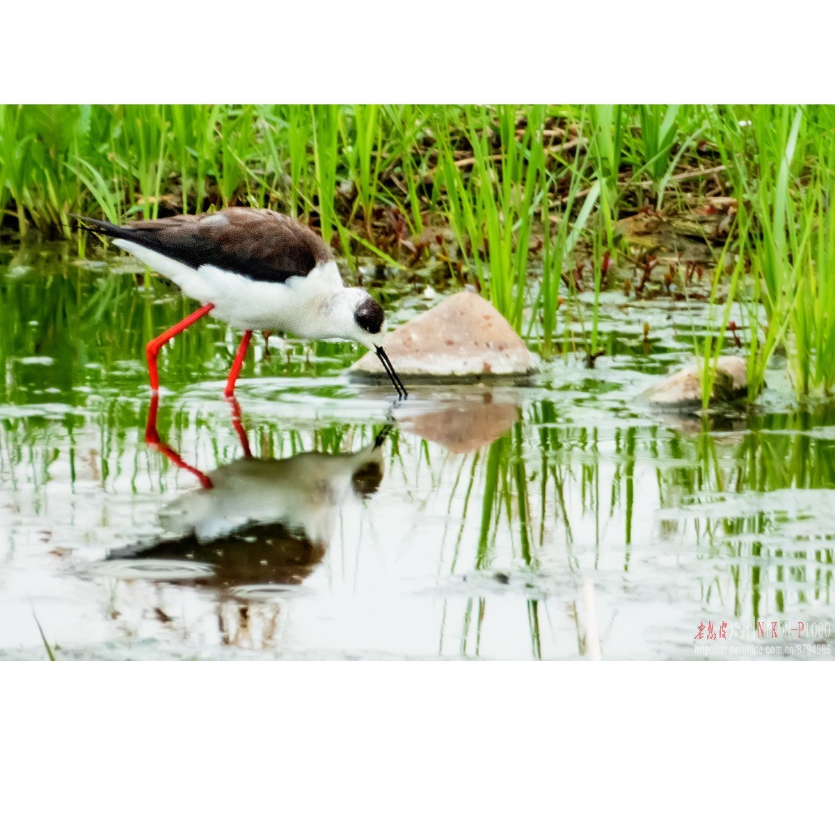 红隼、纵腹纹小鸮等十种鸟