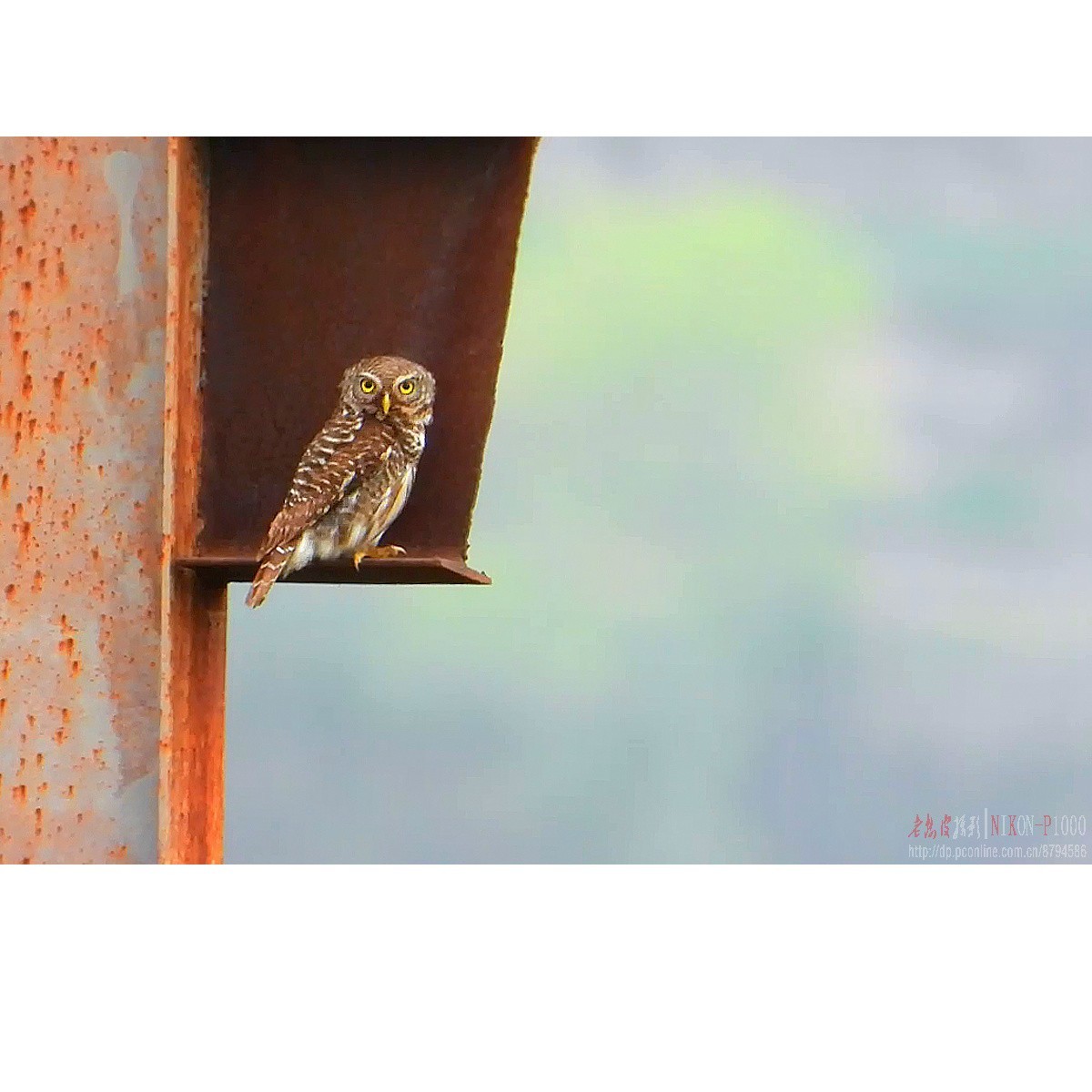 红隼、纵腹纹小鸮等十种鸟