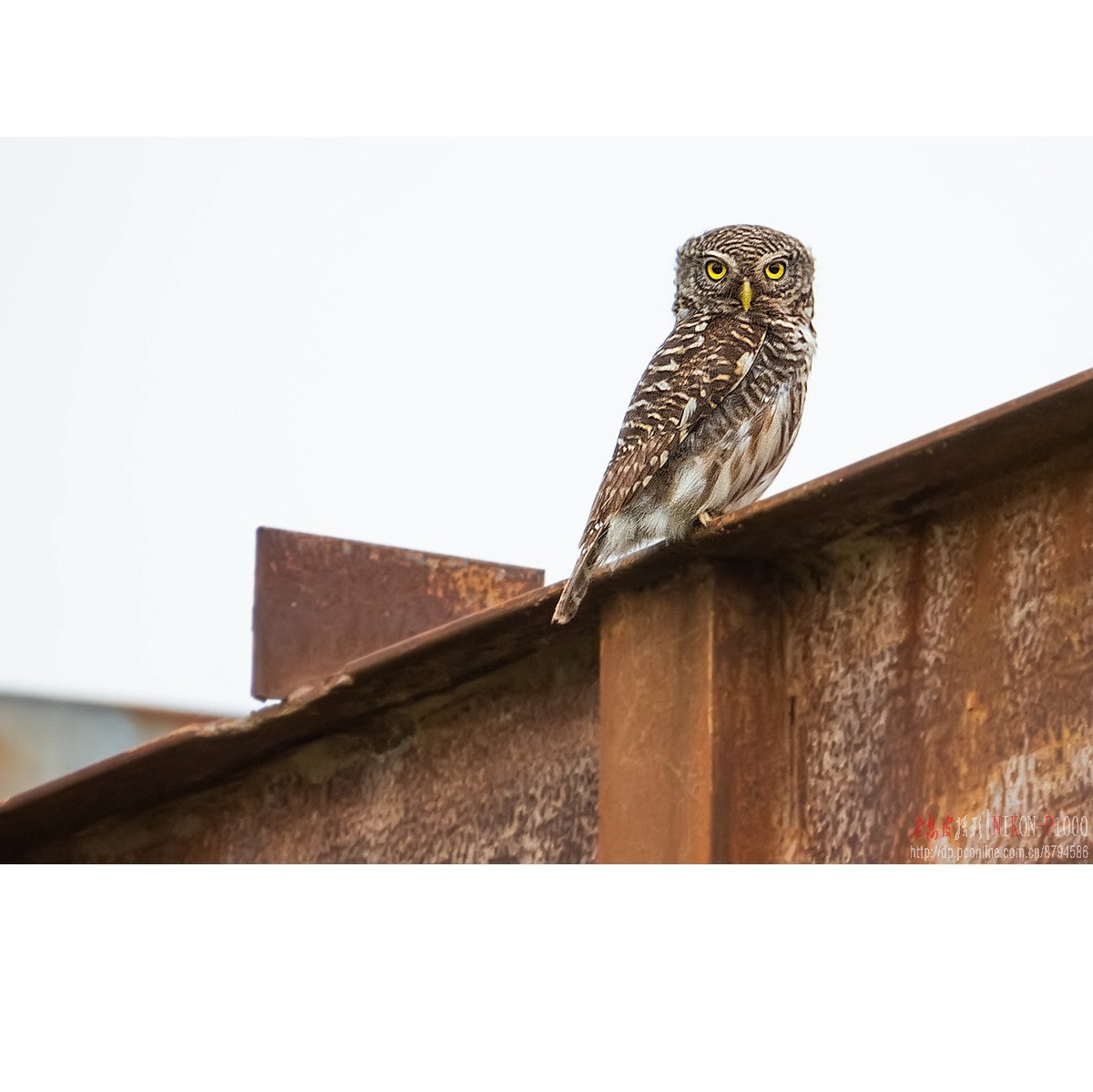 红隼、纵腹纹小鸮等十种鸟