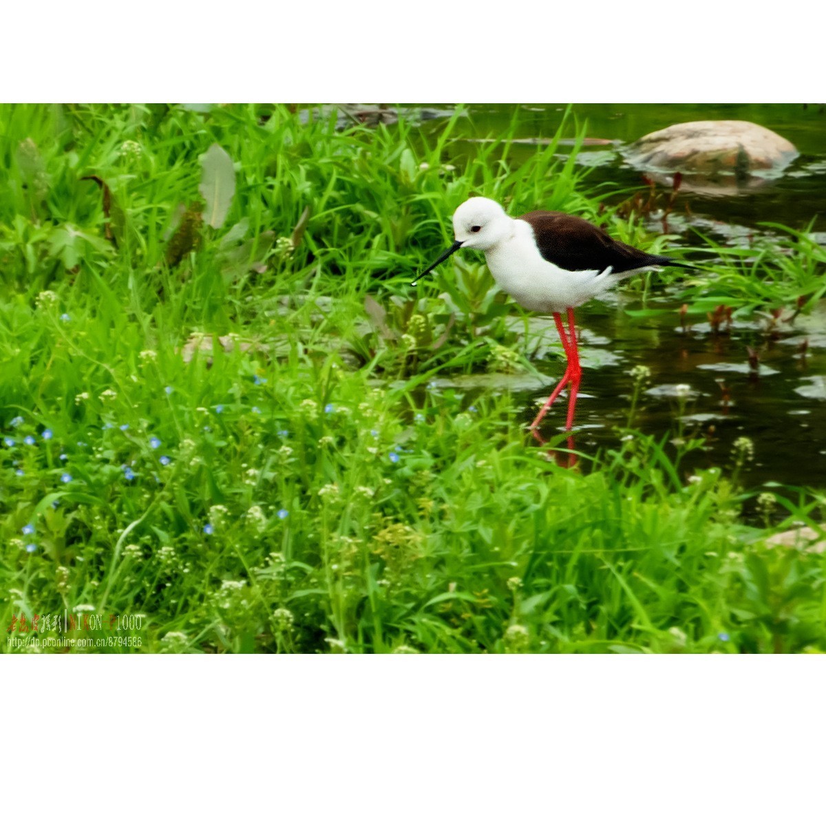红隼、纵腹纹小鸮等十种鸟