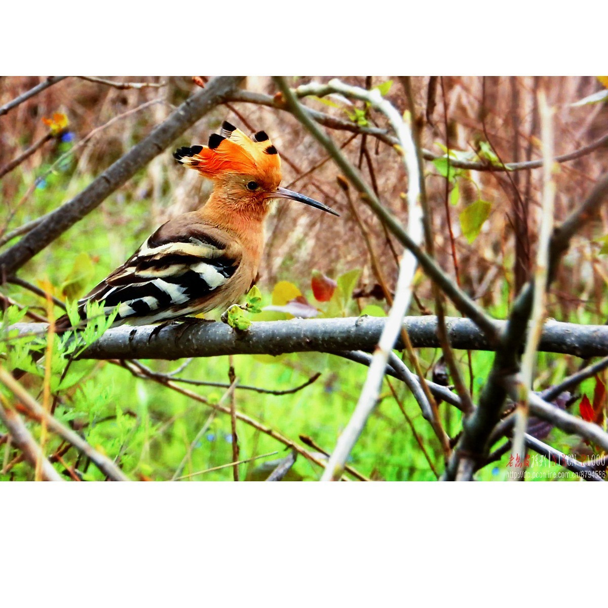 红隼、纵腹纹小鸮等十种鸟