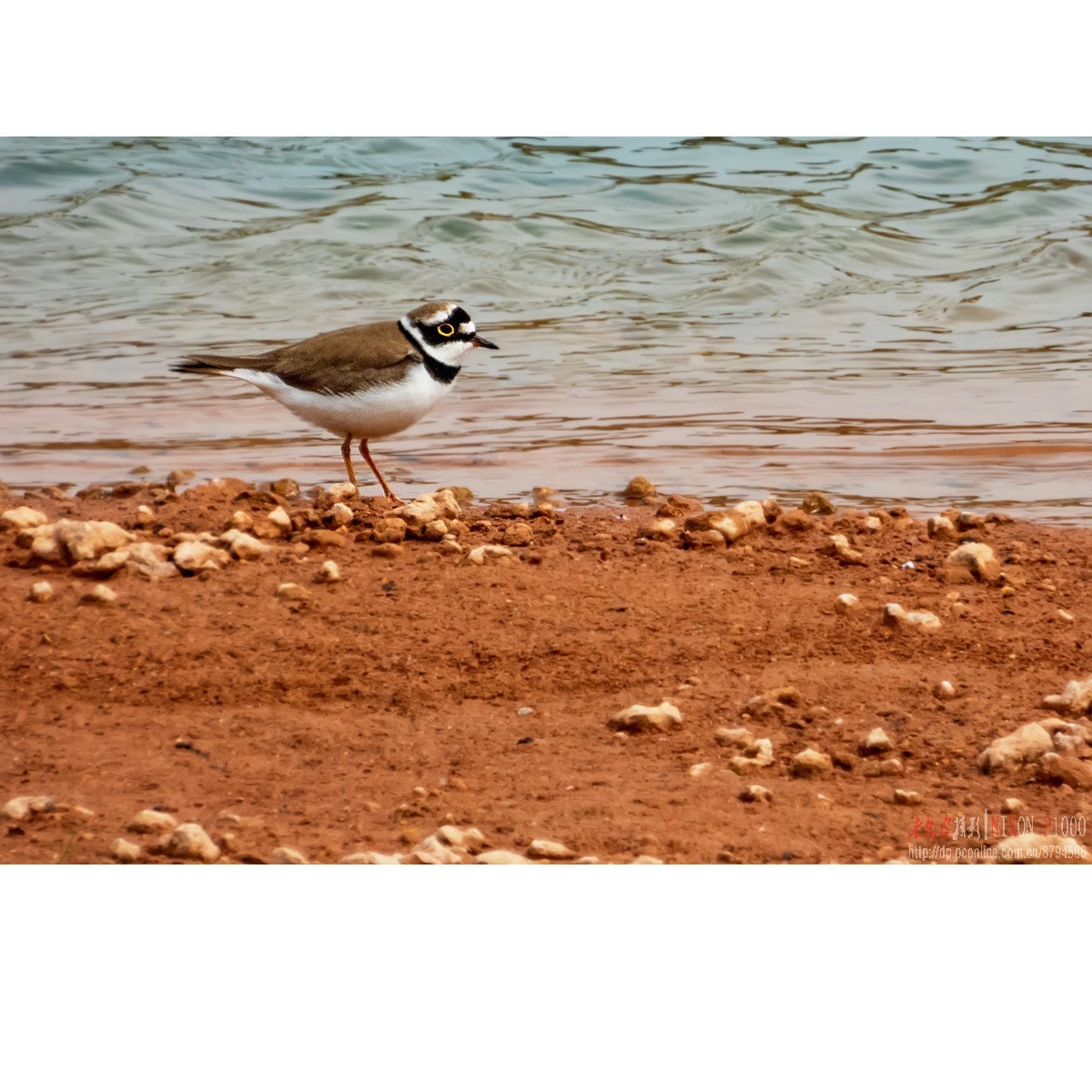 红隼、纵腹纹小鸮等十种鸟