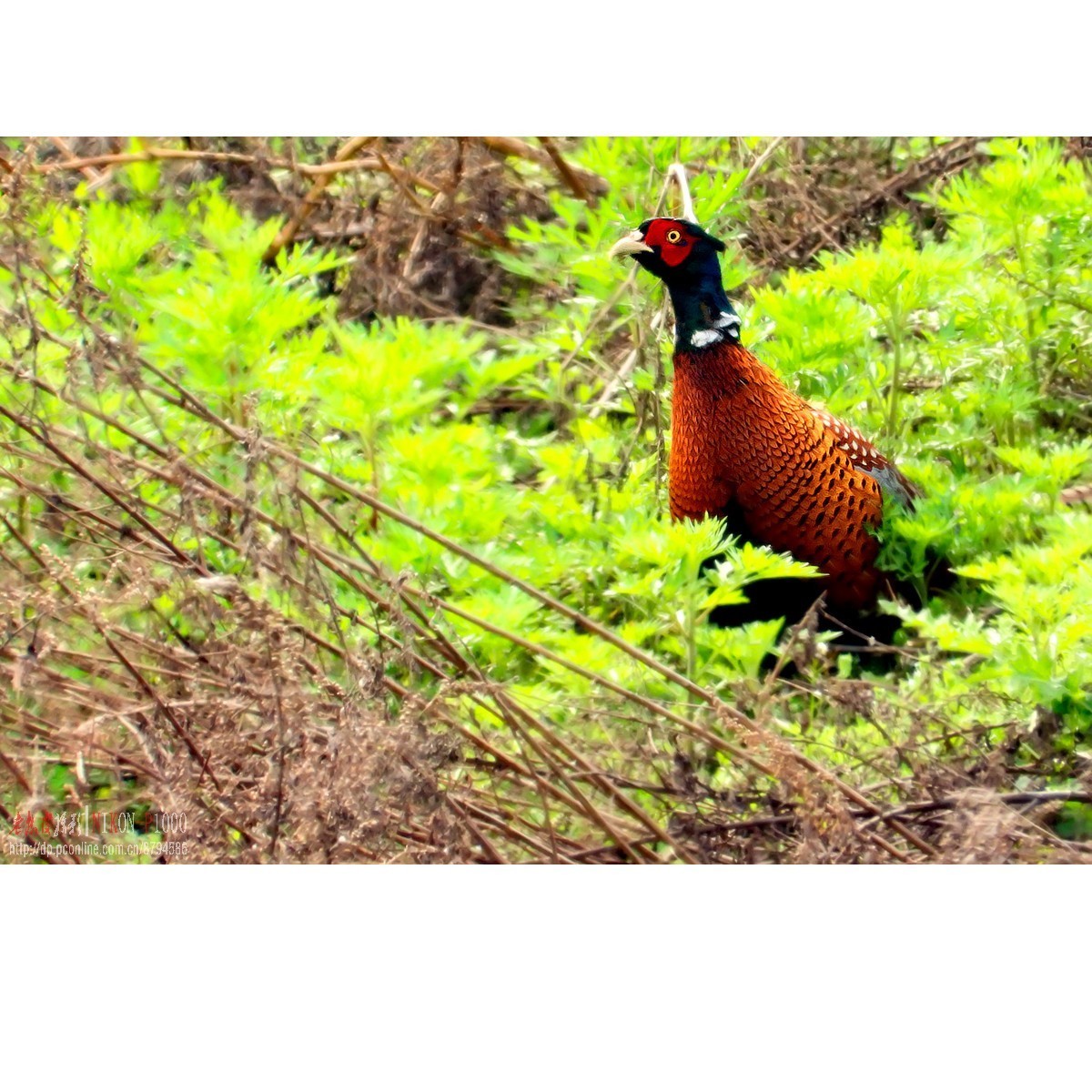 红隼、纵腹纹小鸮等十种鸟