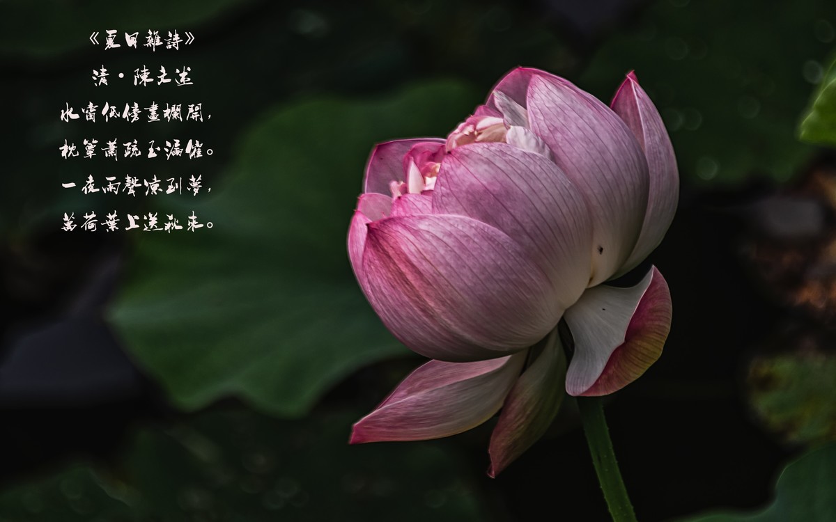 夏日杂诗清陈文述