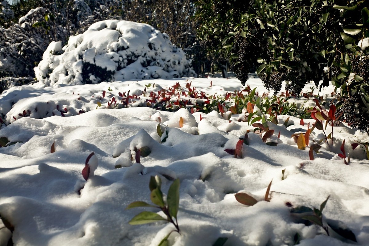泉城——雪后景色