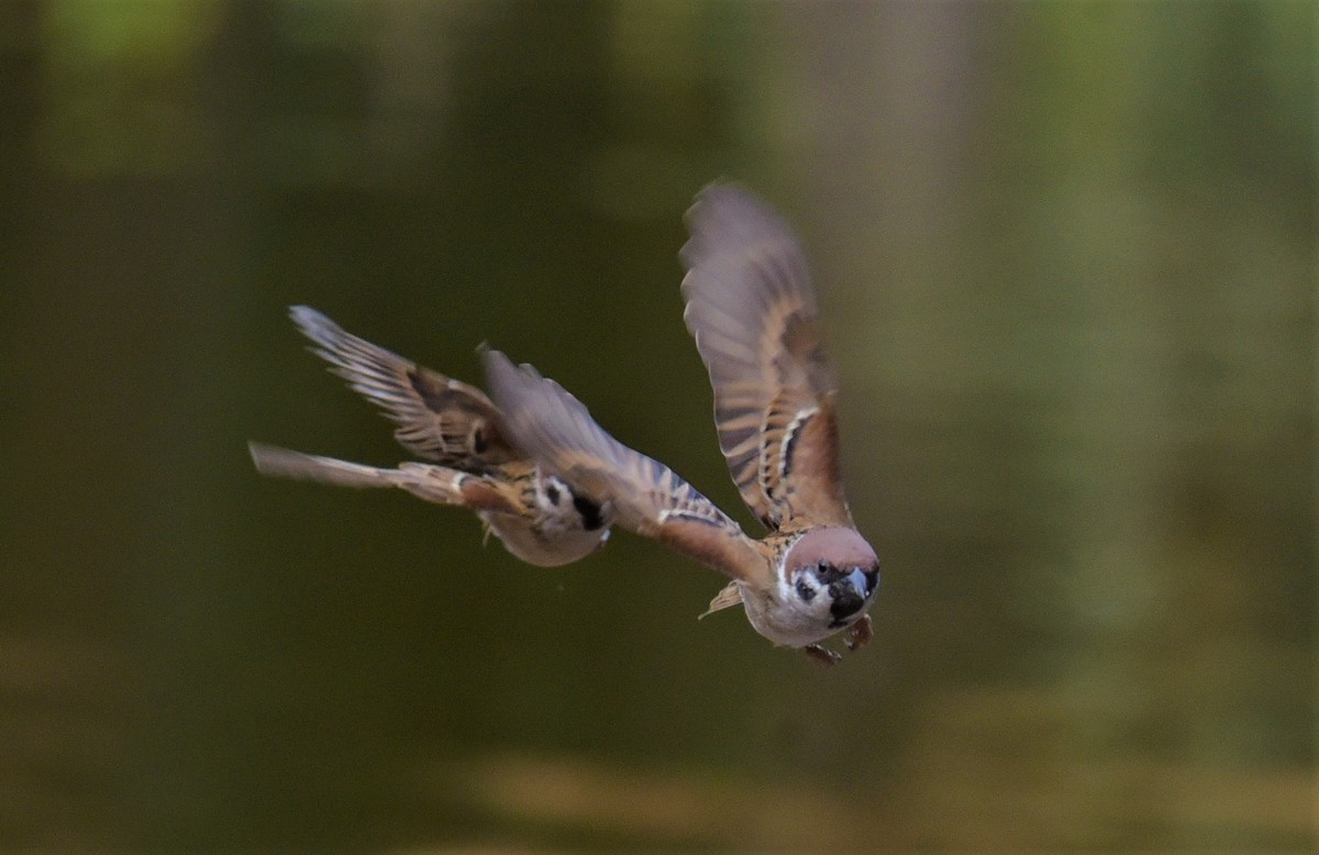 2021-1-10华南抓拍小鸟