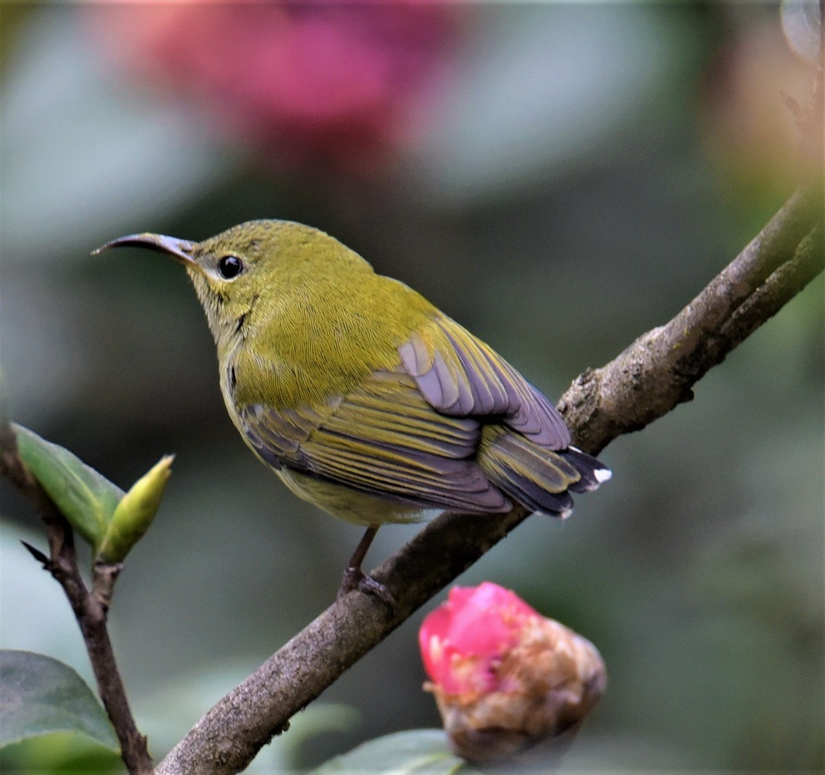 2021-1-10华南抓拍小鸟