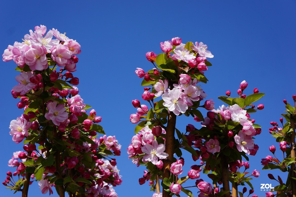春暖桃花开