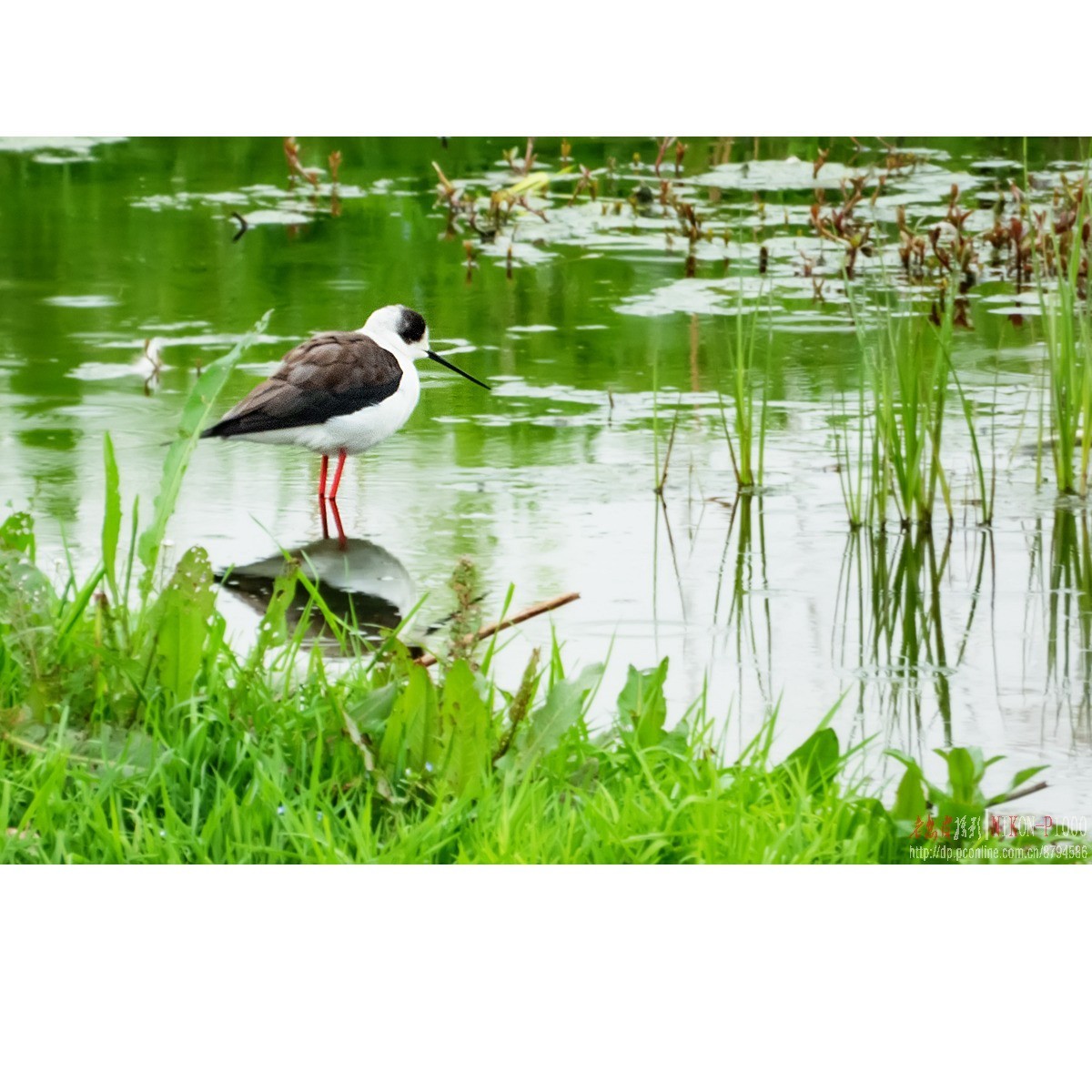 红隼、纵腹纹小鸮等十种鸟