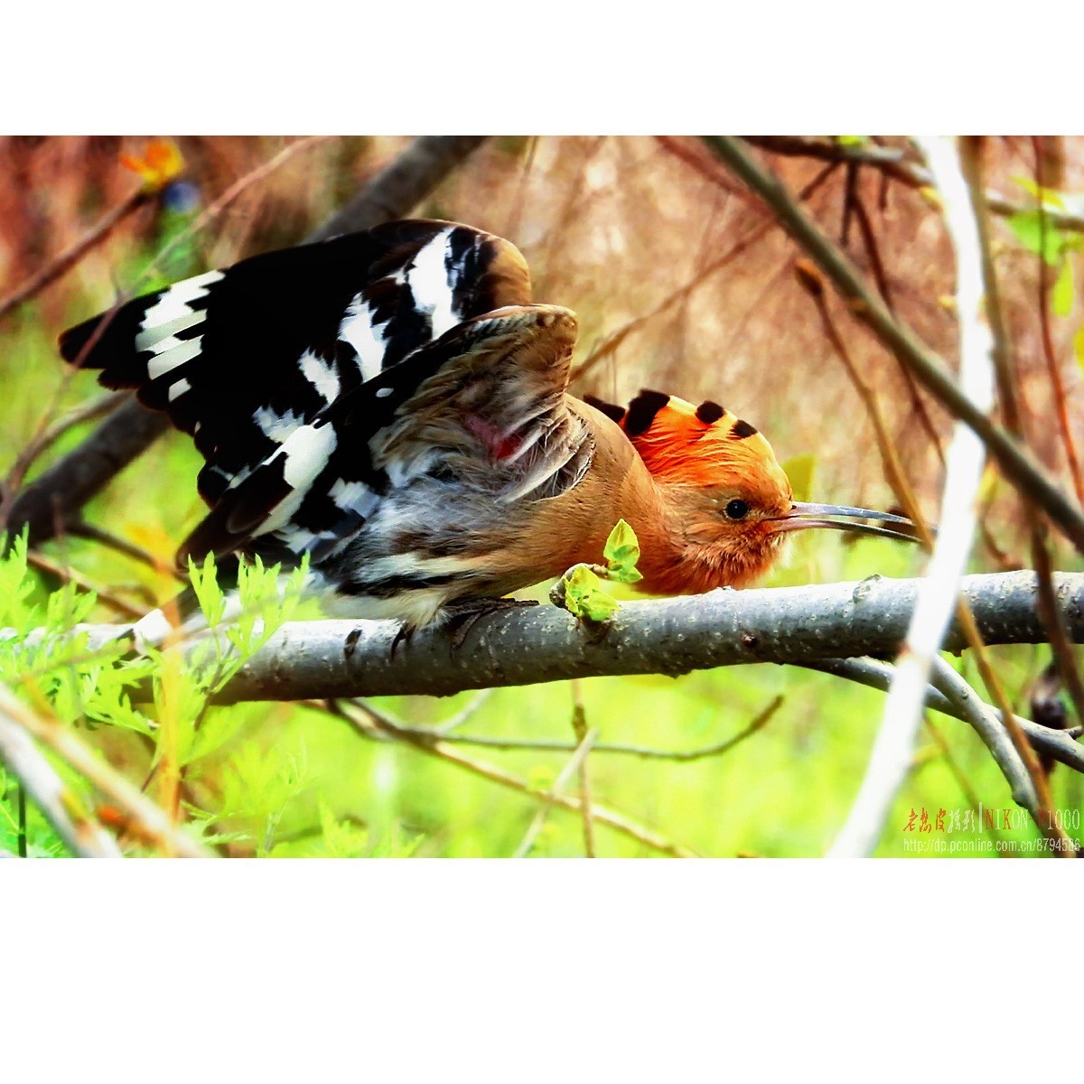 红隼、纵腹纹小鸮等十种鸟