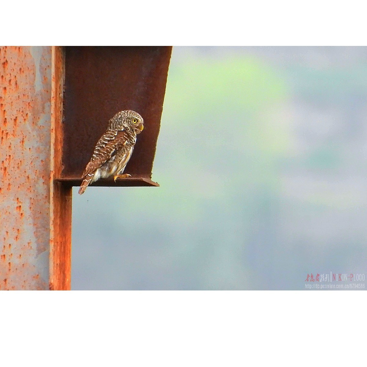 红隼、纵腹纹小鸮等十种鸟