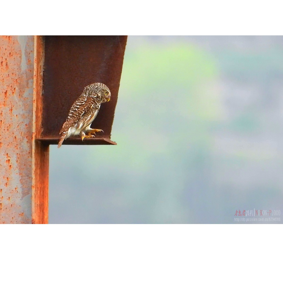 红隼、纵腹纹小鸮等十种鸟