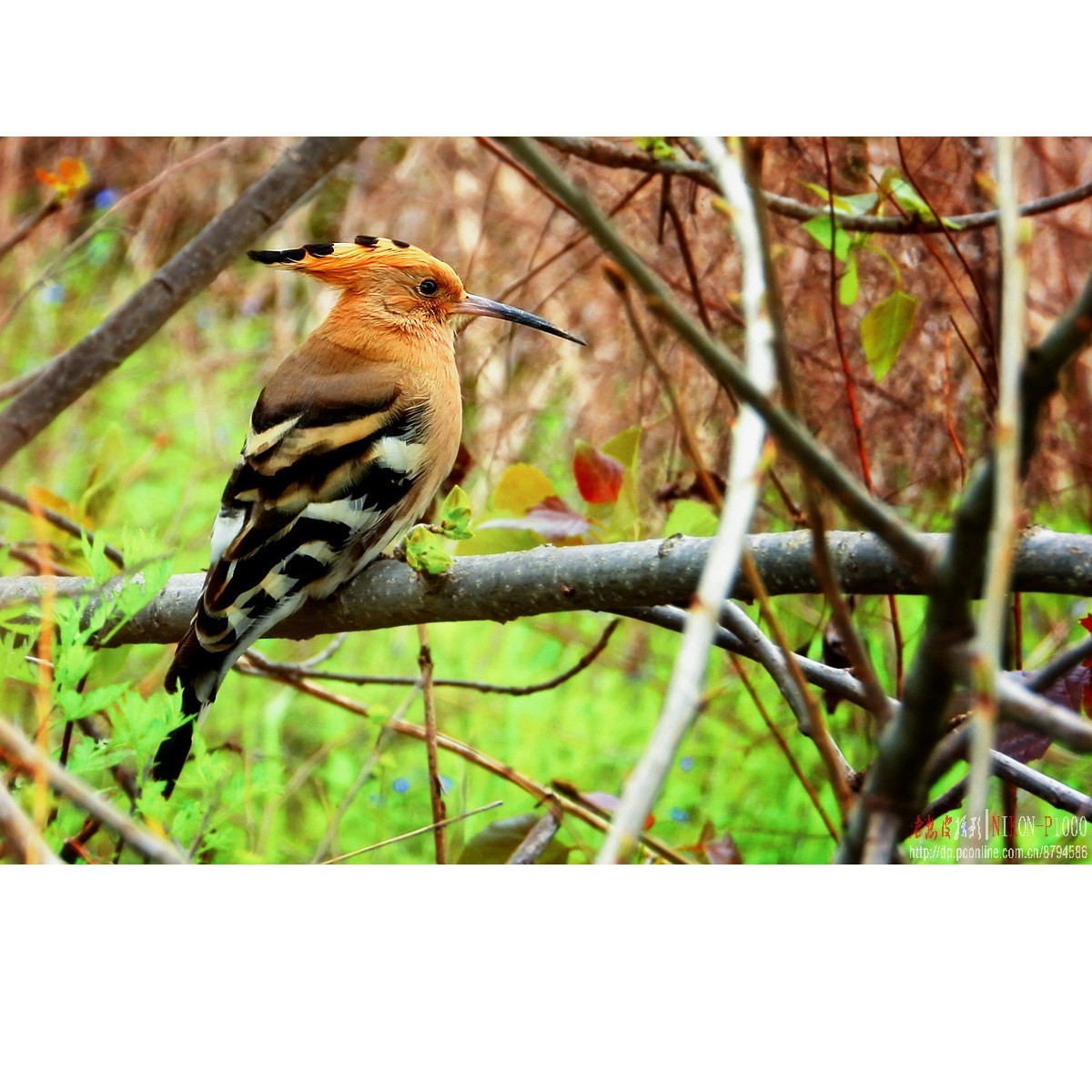 红隼、纵腹纹小鸮等十种鸟