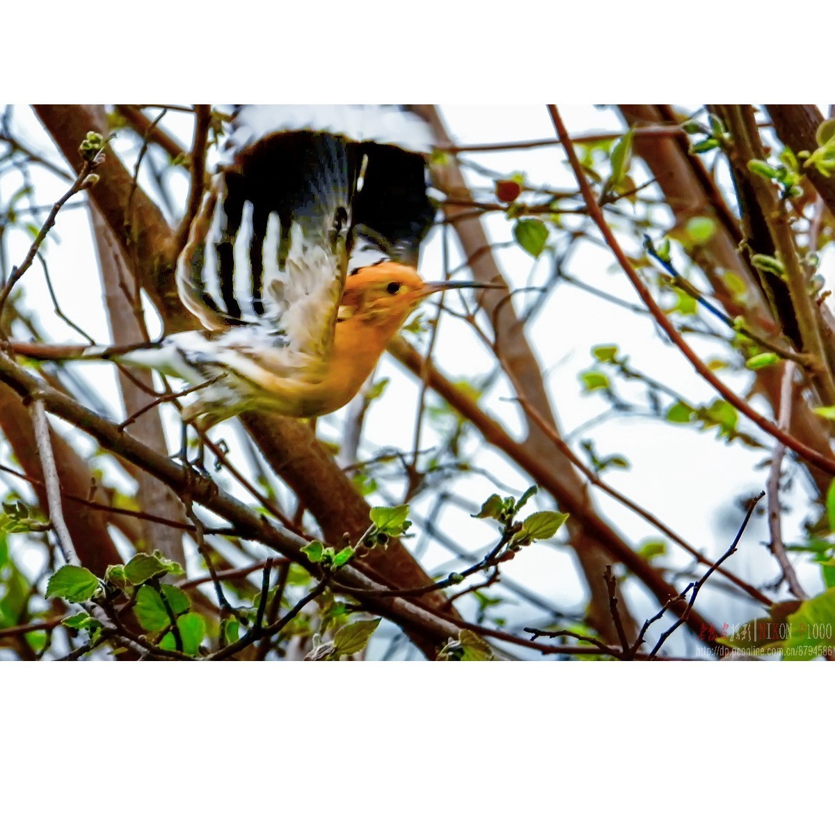 红隼、纵腹纹小鸮等十种鸟