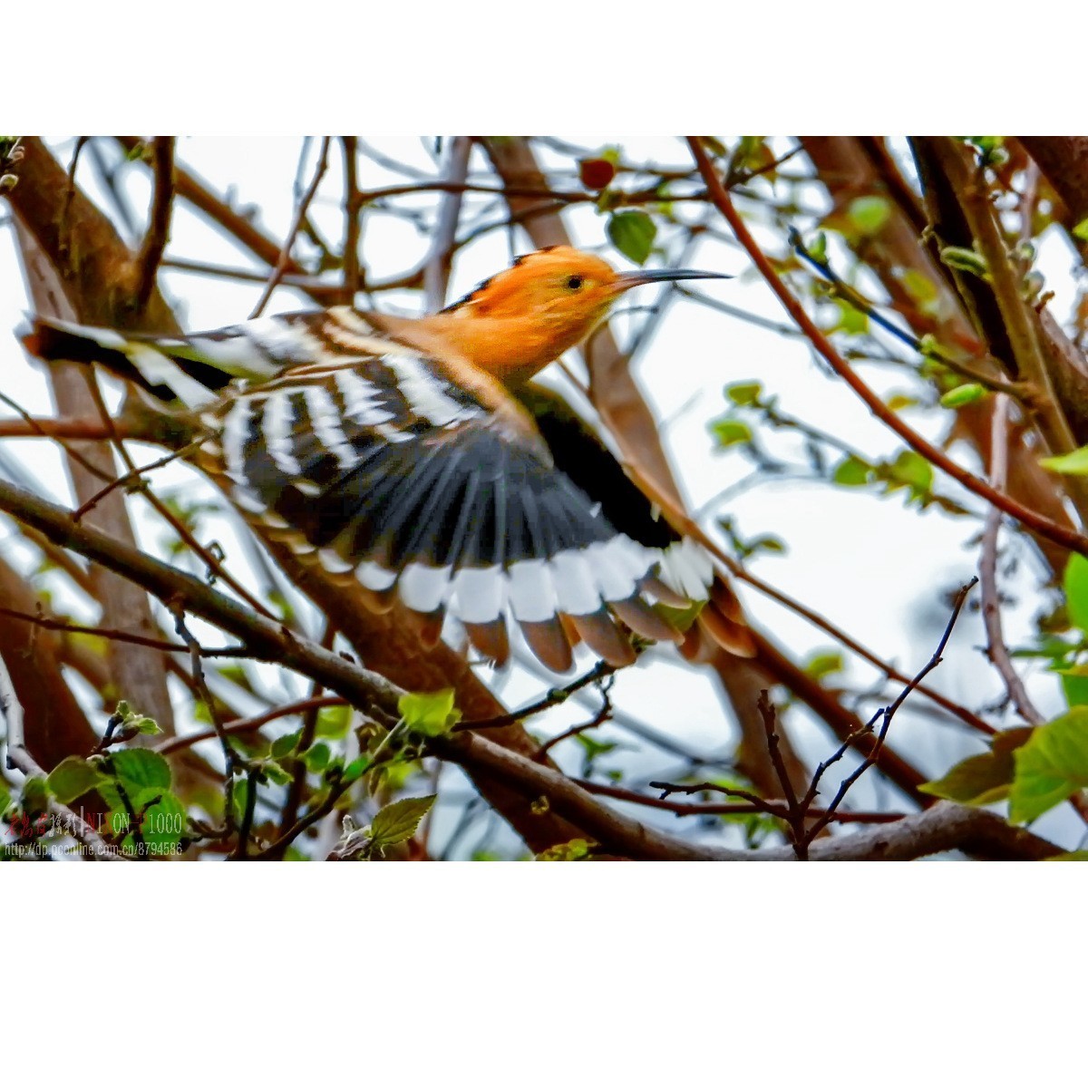 红隼、纵腹纹小鸮等十种鸟