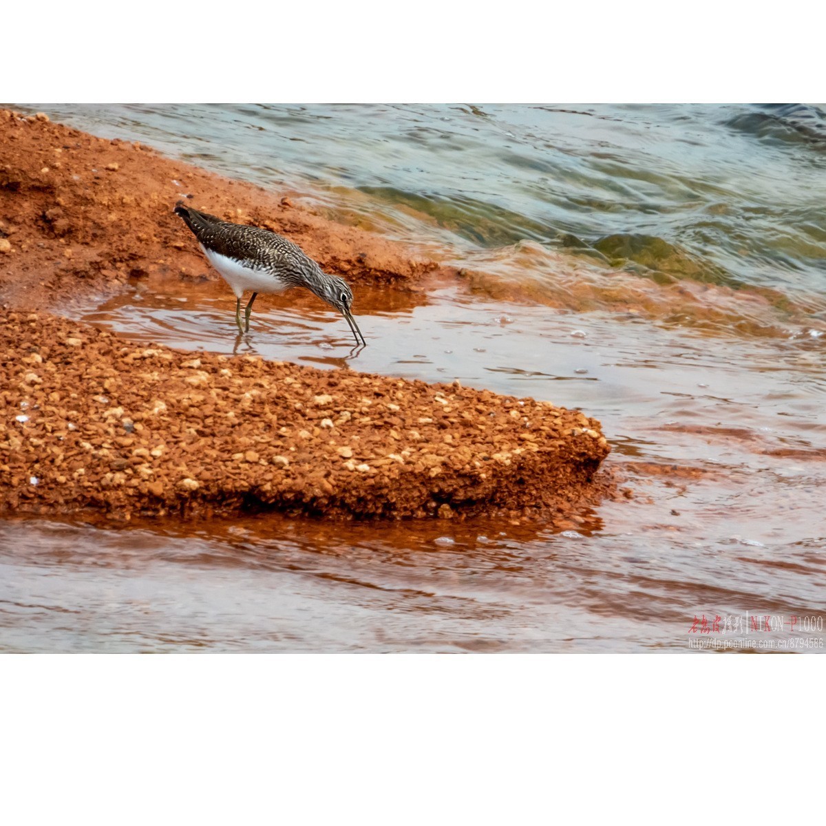 红隼、纵腹纹小鸮等十种鸟