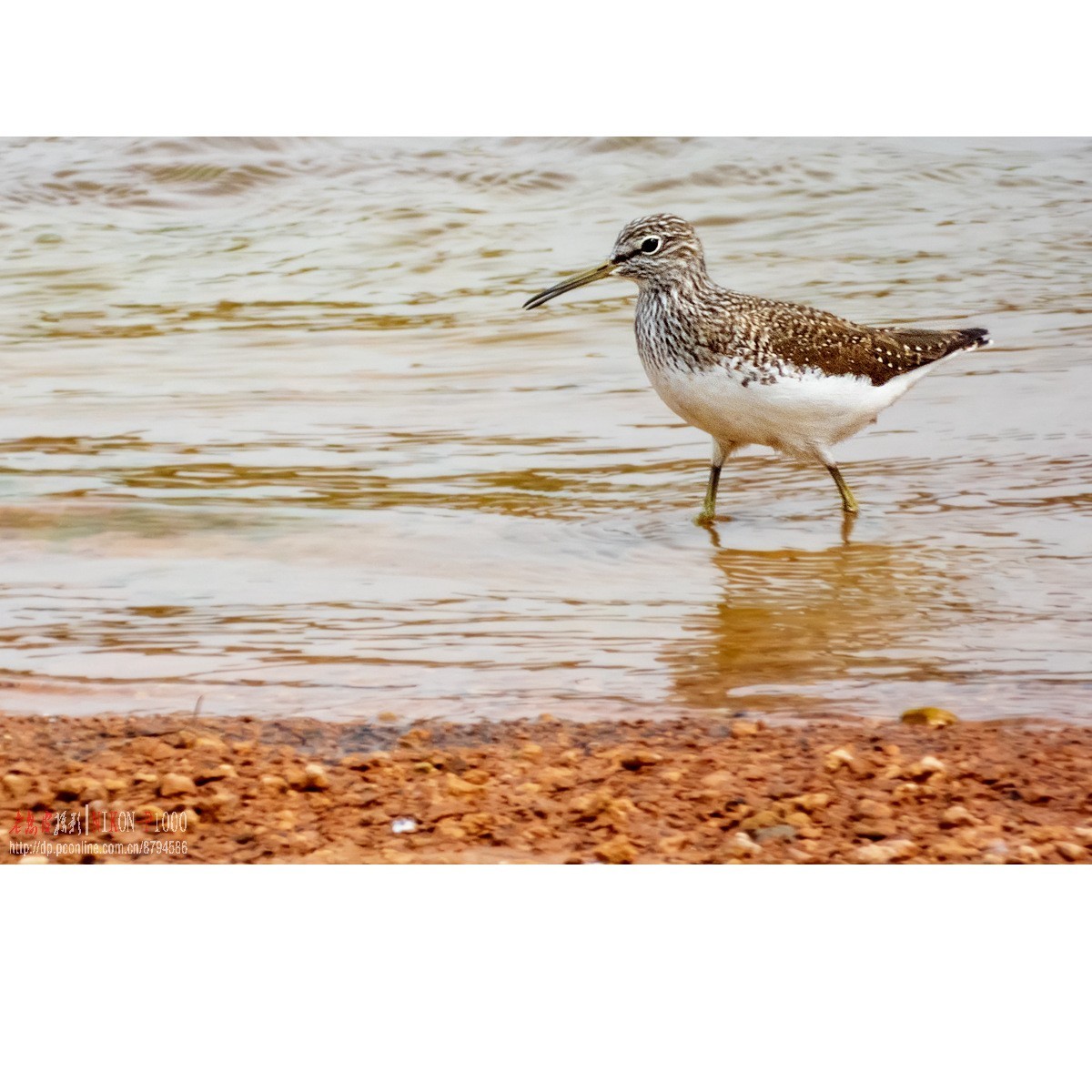 红隼、纵腹纹小鸮等十种鸟