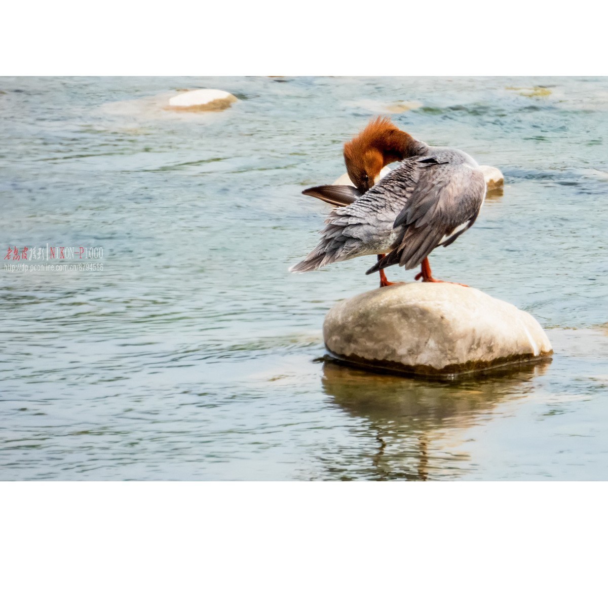 红隼、纵腹纹小鸮等十种鸟