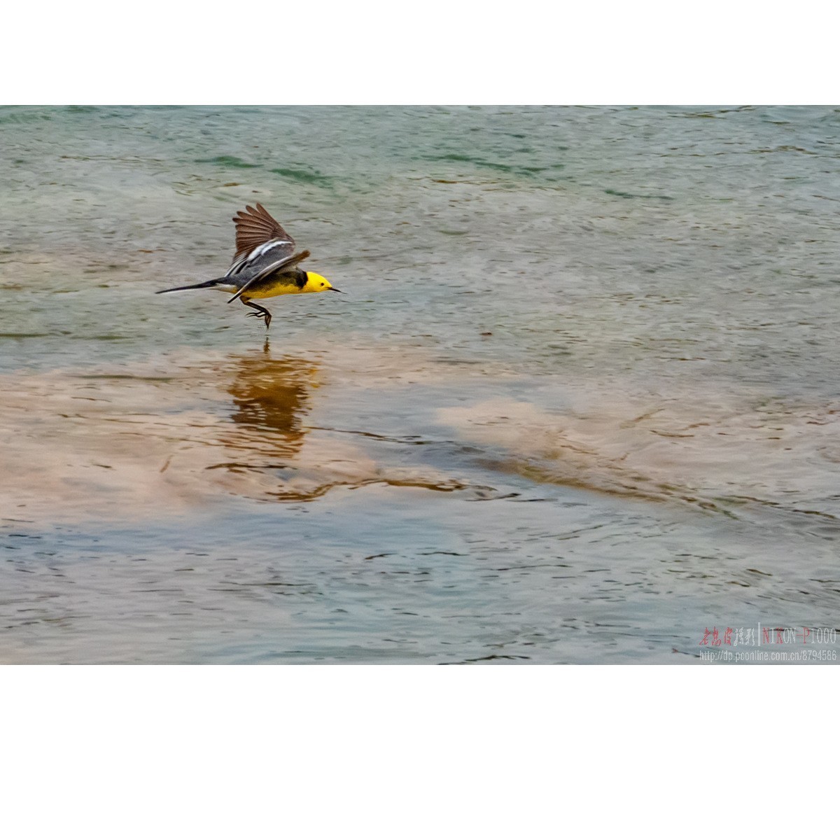 红隼、纵腹纹小鸮等十种鸟