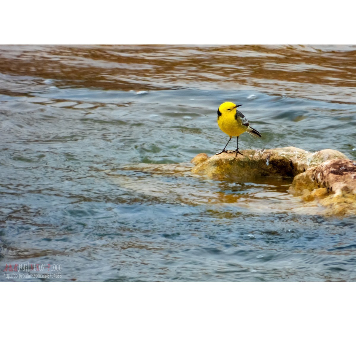 红隼、纵腹纹小鸮等十种鸟