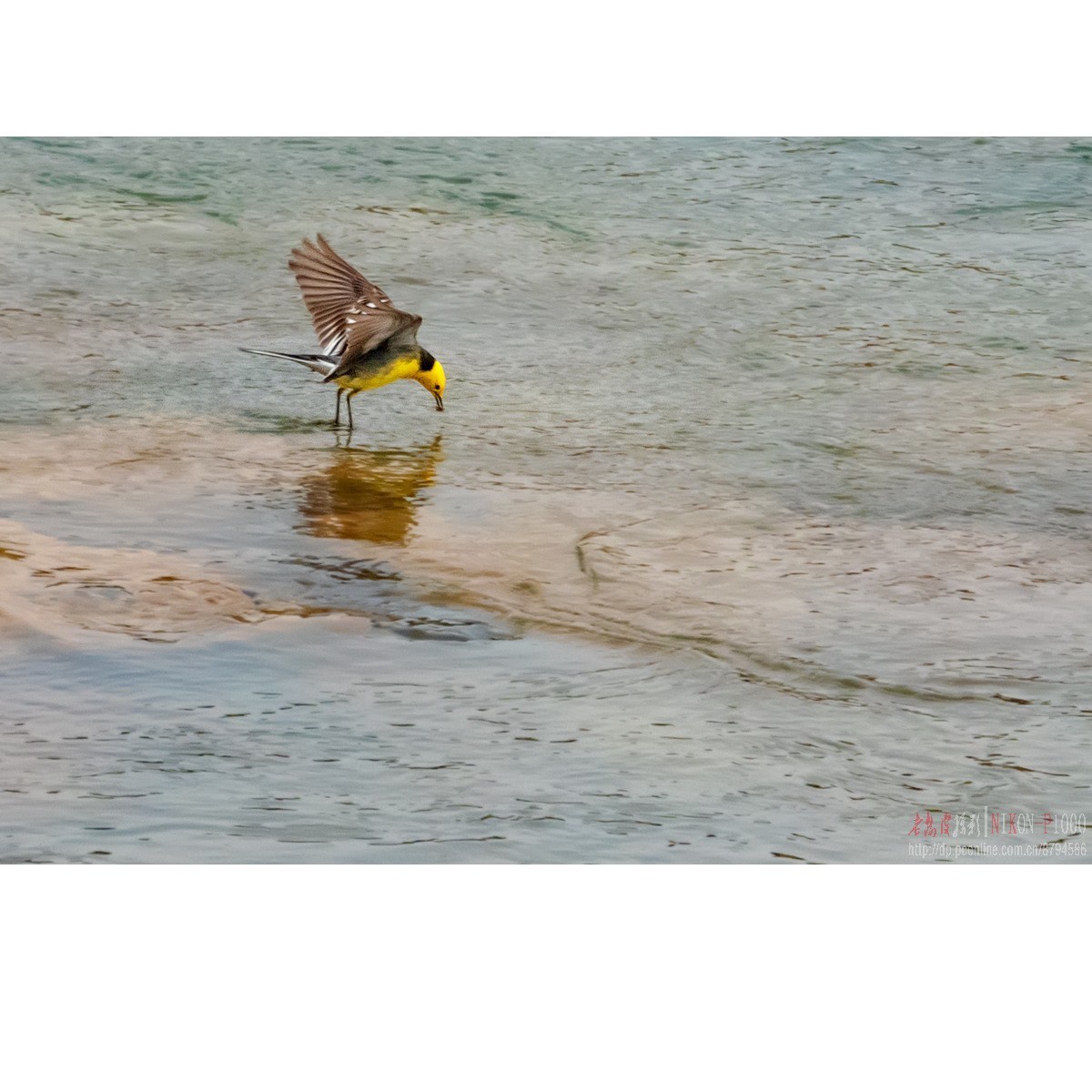 红隼、纵腹纹小鸮等十种鸟