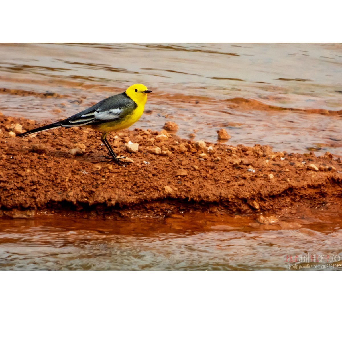 红隼、纵腹纹小鸮等十种鸟