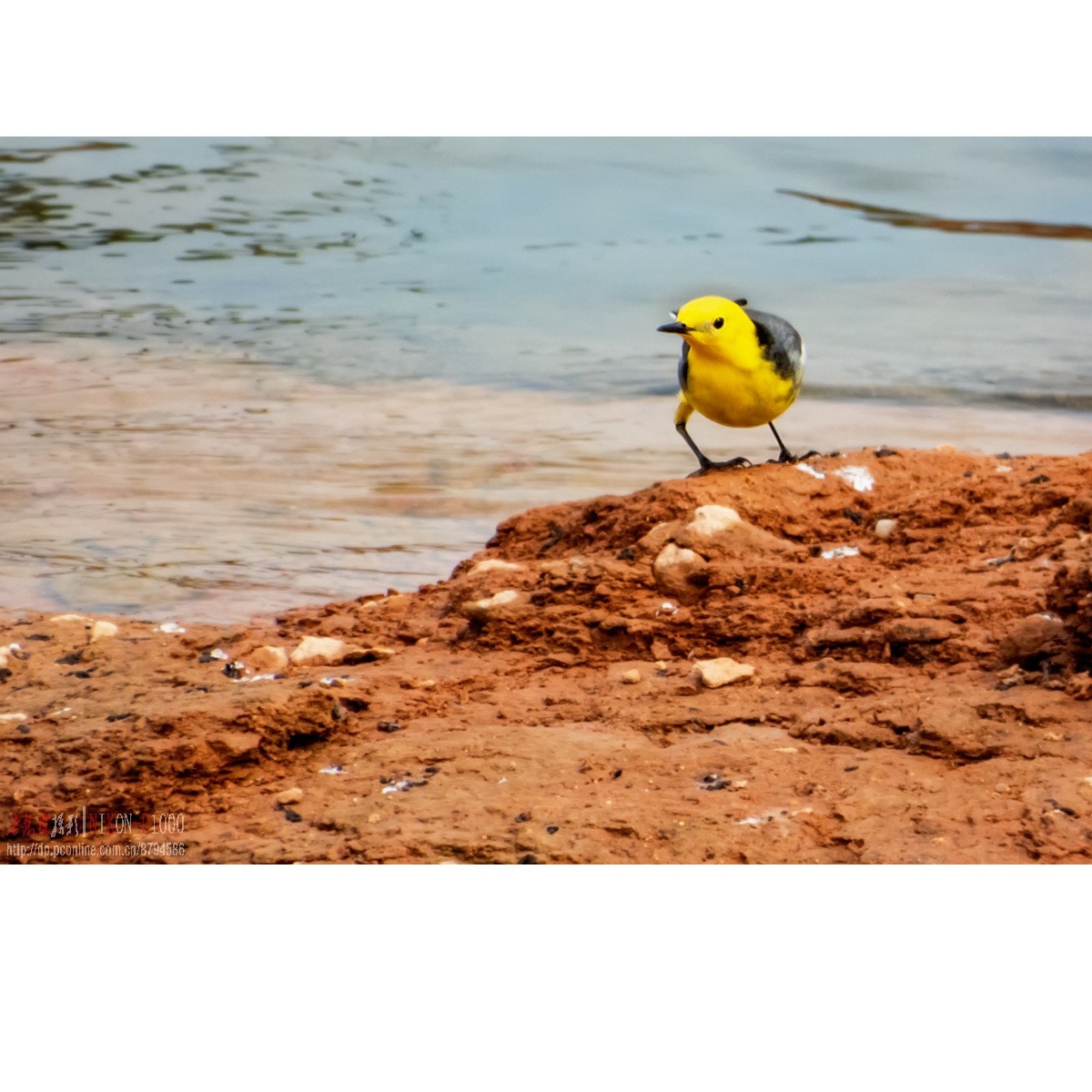 红隼、纵腹纹小鸮等十种鸟