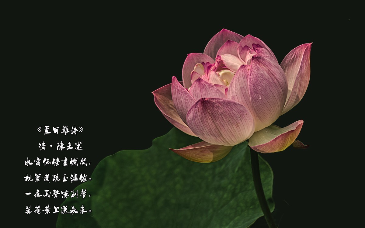 夏日杂诗清陈文述