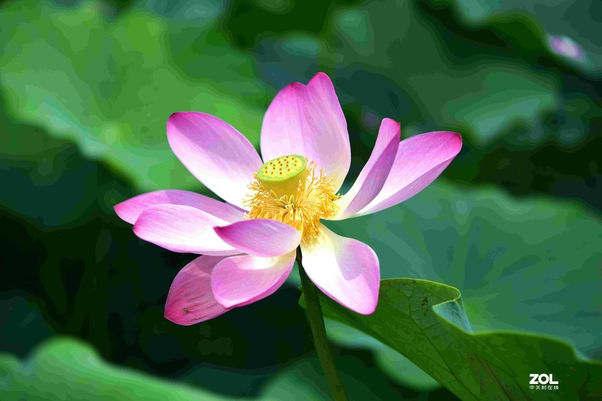 心如莲花，人生便能一路芬芳！