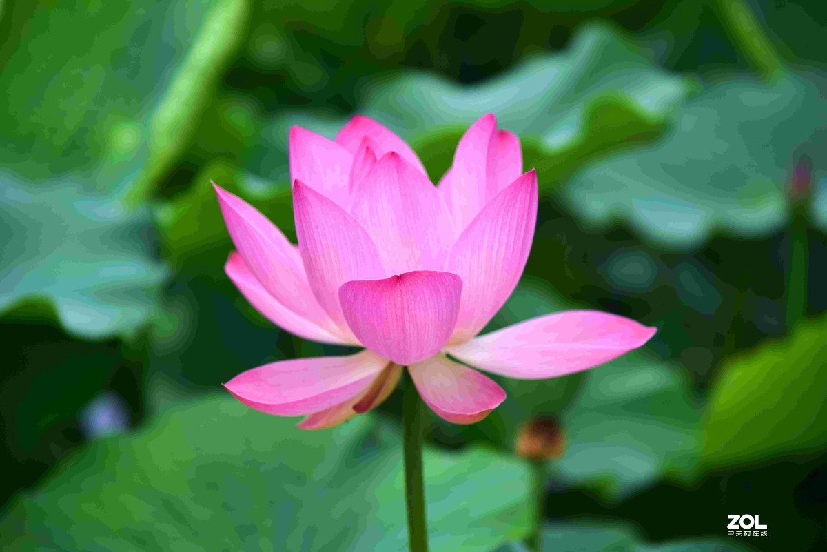 心如莲花，人生便能一路芬芳！