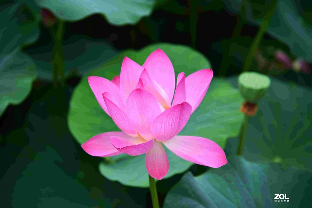 心如莲花，人生便能一路芬芳！