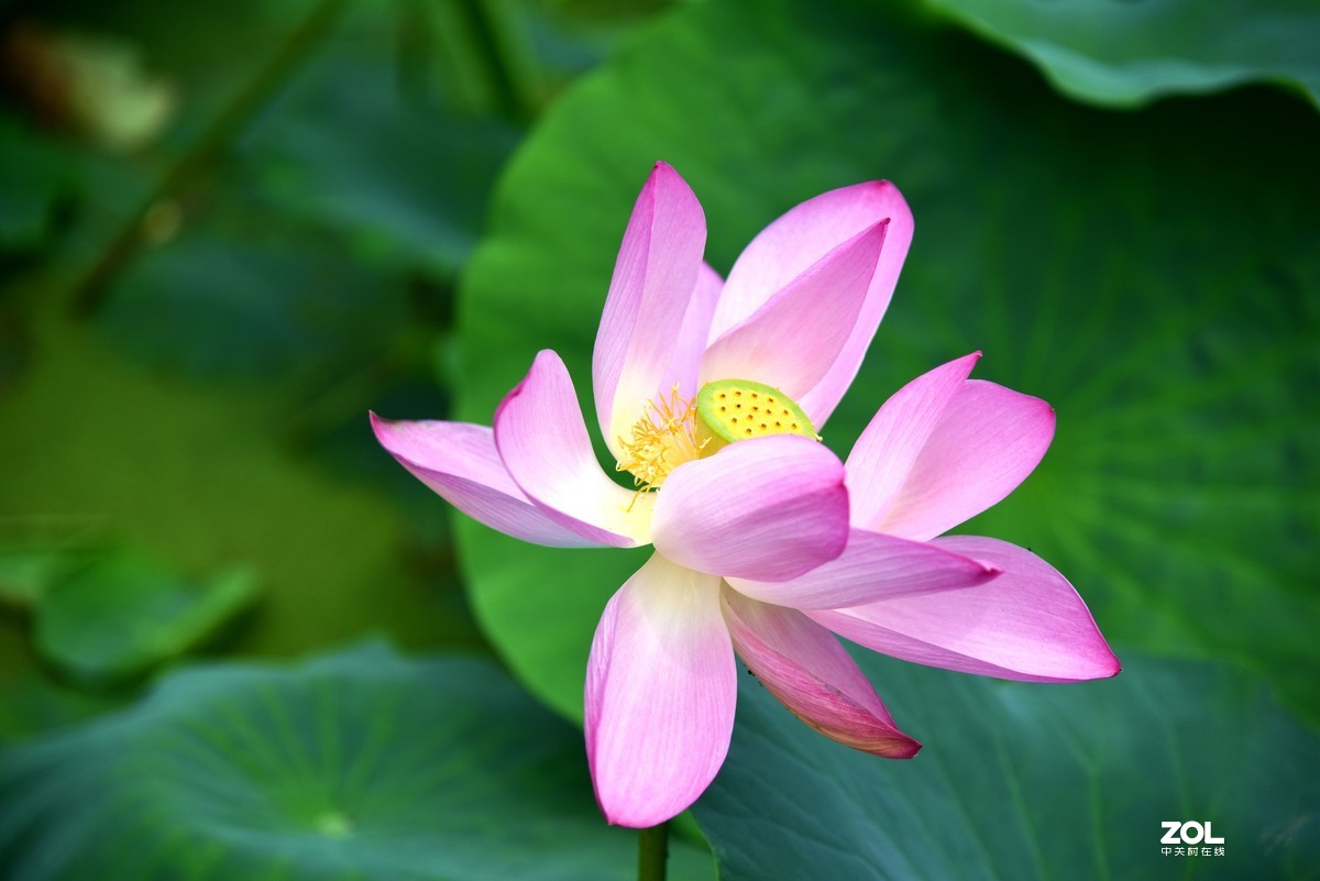 心如莲花，人生便能一路芬芳！