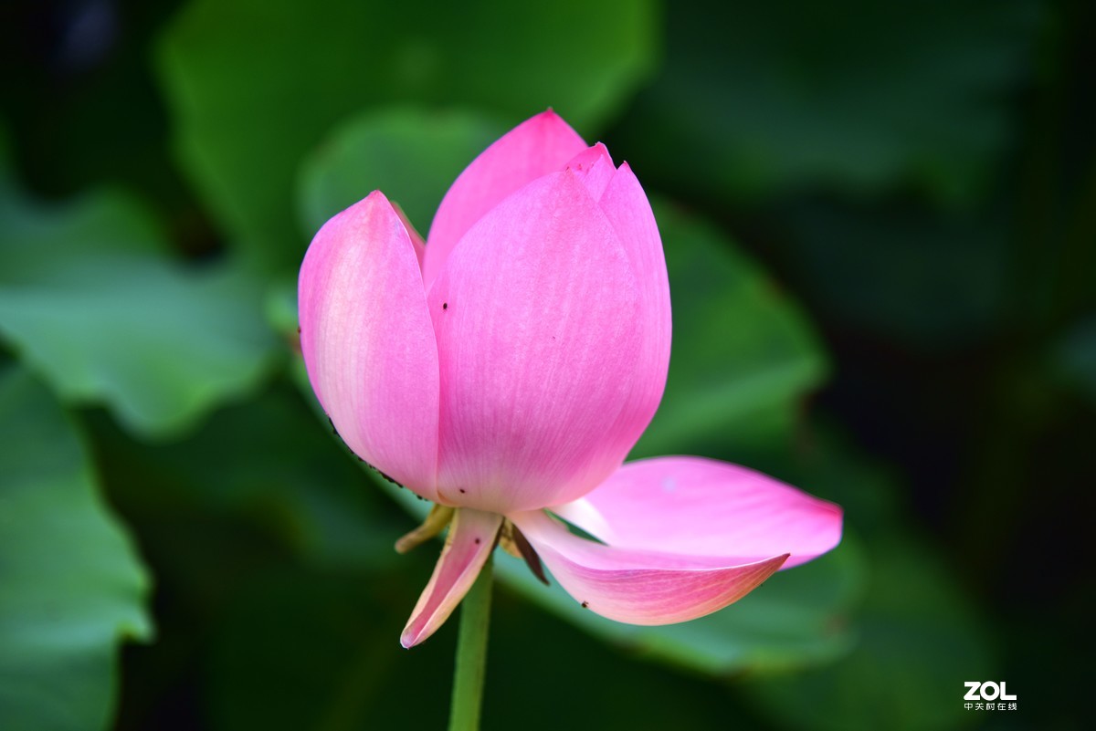 心如莲花，人生便能一路芬芳！
