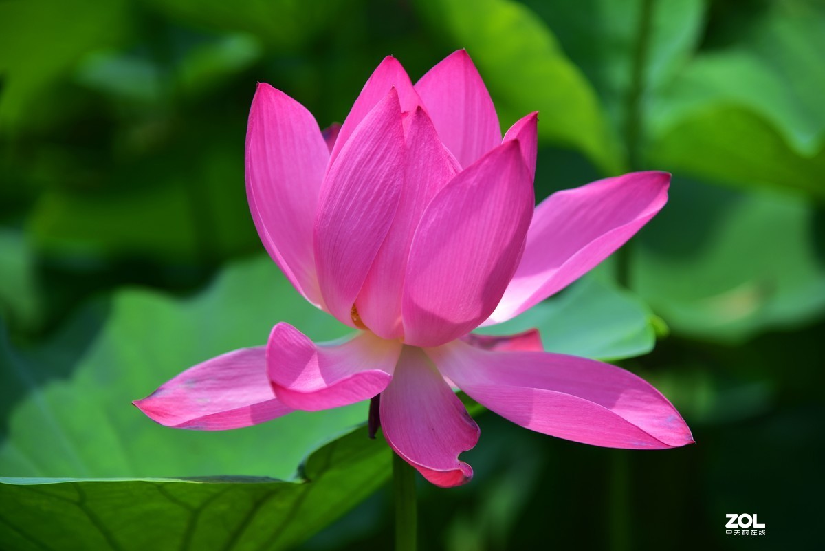 心如莲花，人生便能一路芬芳！