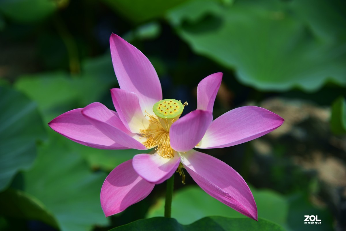 心如莲花，人生便能一路芬芳！