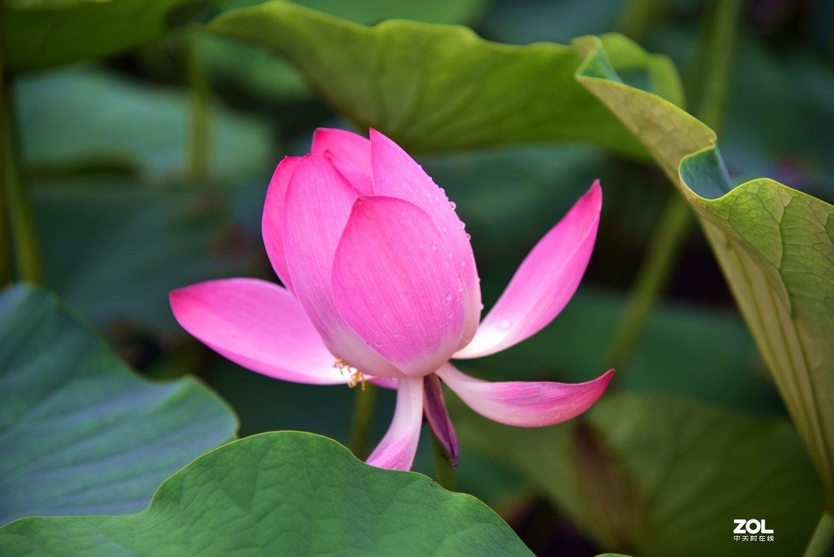 心如莲花，人生便能一路芬芳！
