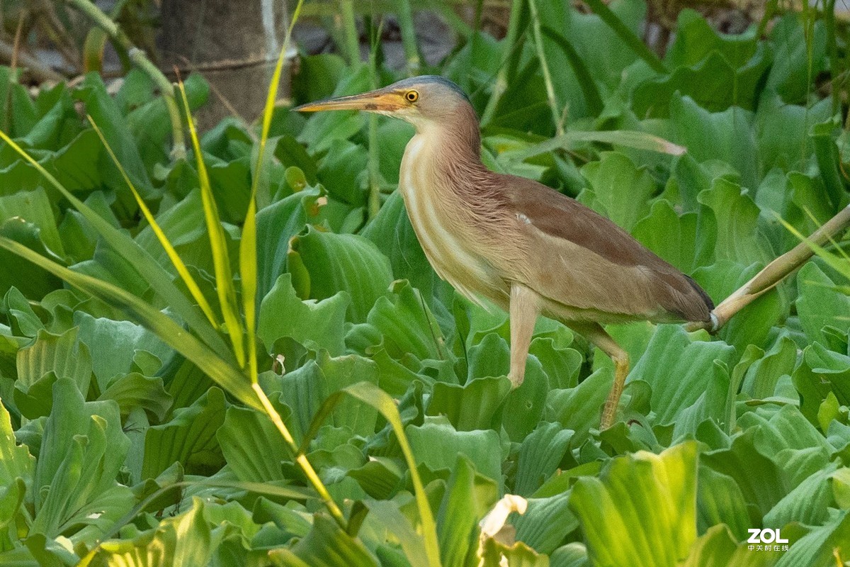 苇鳽,鸦鹃