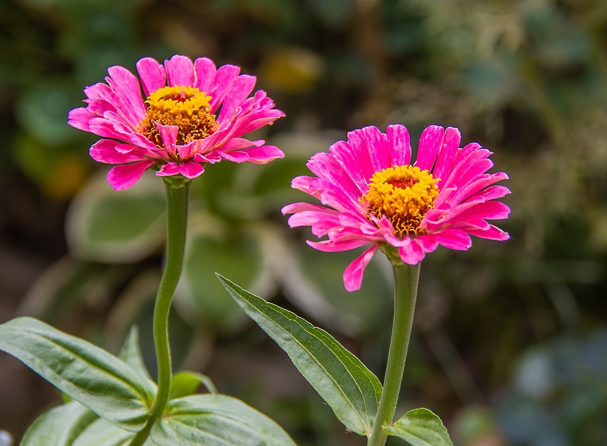 2021-07-17堆心菊