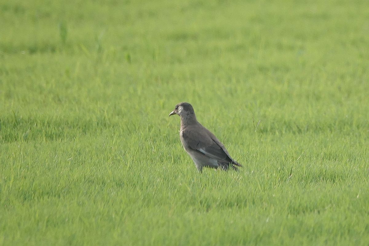 在那绿茵茵的草地上
