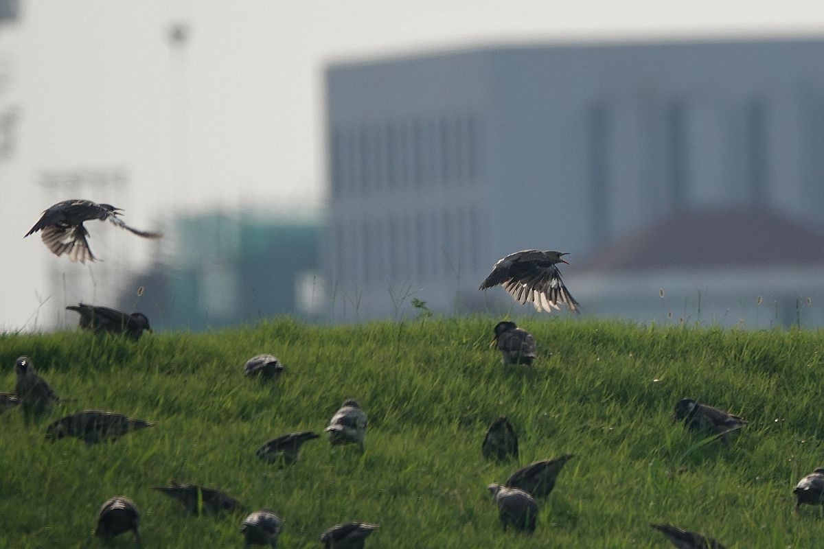 在那绿茵茵的草地上