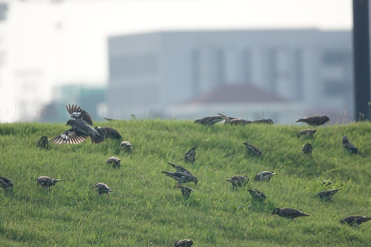 在那绿茵茵的草地上