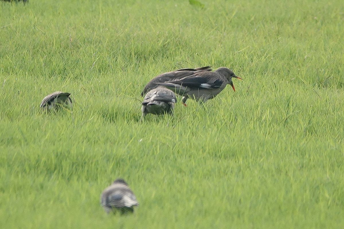 在那绿茵茵的草地上